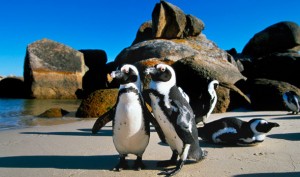 boulders-beach-jackass-penguins-cape-town_0809_gettyimages_large
