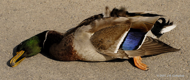 Dead Ducks
