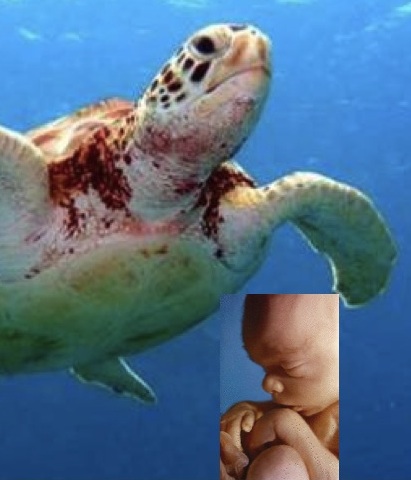 Save the turtles. Kill the unborn. – American Thinker. – June 26, 2010