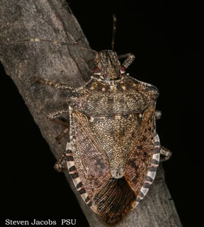 The Stink Bug Scourge of DC
