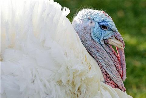 Turkeys and Godless Cornucopias