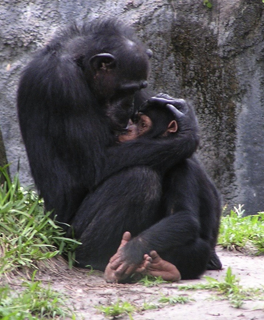 Chimps Choose Life