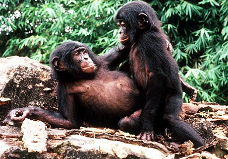 USC Bonobo Study Group