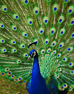 A Party of Political Peacocks