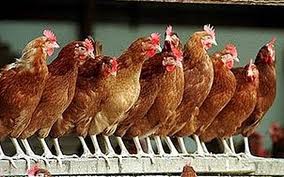 Barack Obama and the Roosting of America’s Chickens