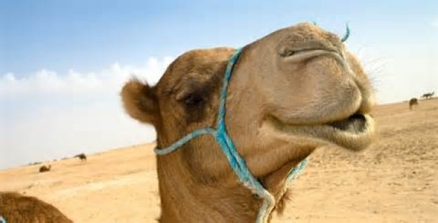 University Insanity: Racist Camels and Other ‘Hump Day’ Dilemmas