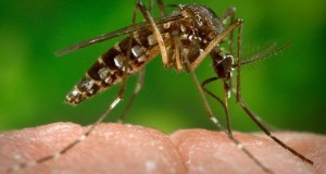 Zika-Virus-Diagnosed-In-British-Columbia-Man-Who-Travelled-To-El-Salvador-Report-620x330